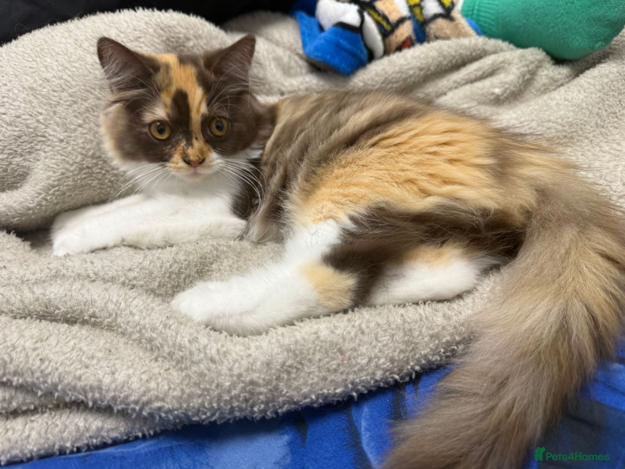 British Longhair cats Pedigree British Longhair chocolate tortie TICA - Advert 1