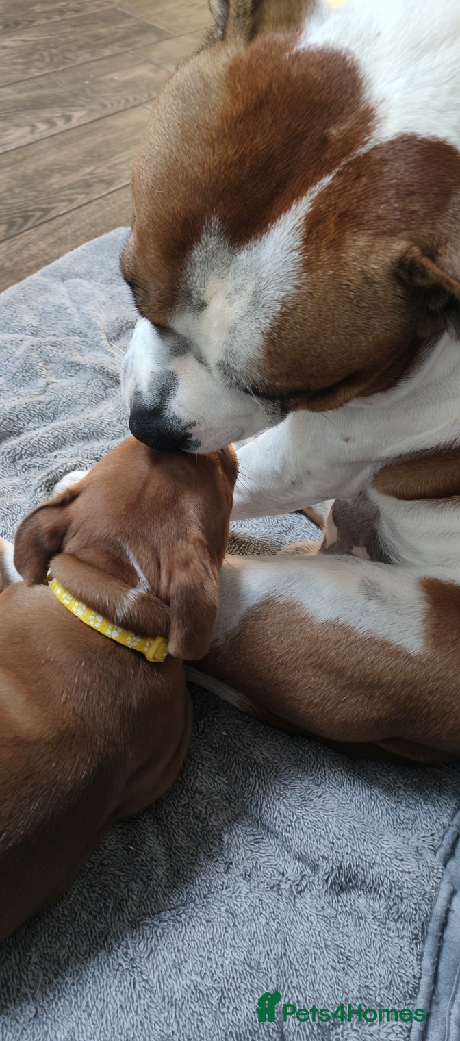 Staffordshire Bull Terrier dogs Beautiful puppies🐶🐶🐶🐶 - Advert 2