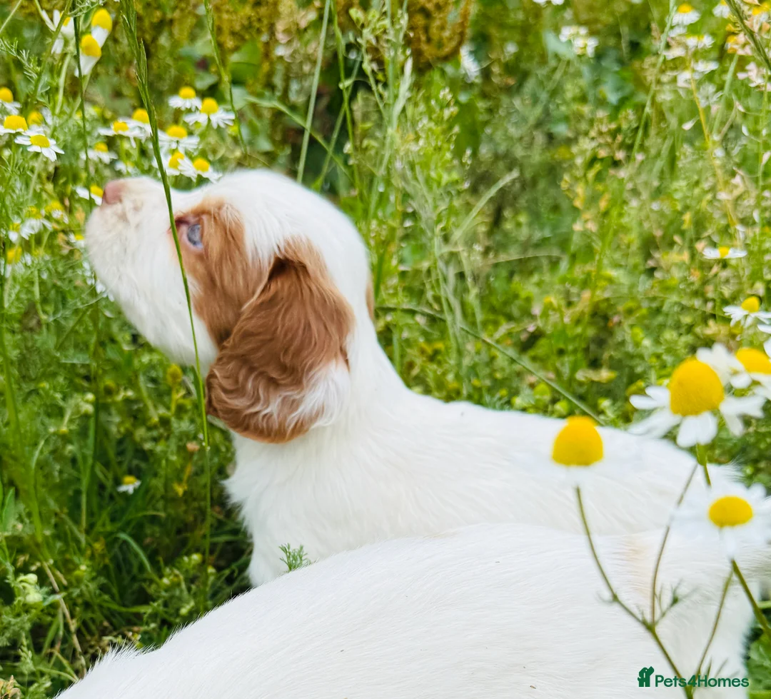 Cocker Spaniel dogs for stud: Cracking cocker spaniel for Stud  - Advert 9