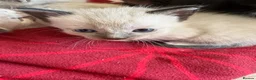 Mixed Breed cats for sale: 2 male tan tabbies  - Advert 15