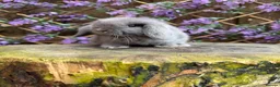 Mini Lop rabbits for sale: Mini lop siblings Ready now  - Advert 20