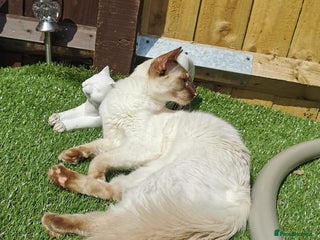 Balinese cats - Advert 36