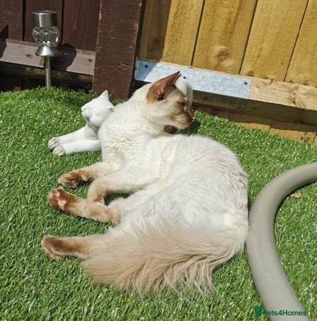 Balinese cats - Advert 1