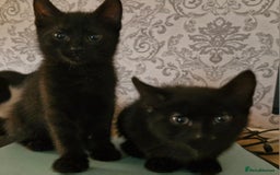 Mixed Breed cats for sale: 2 x male kittens - Image 7