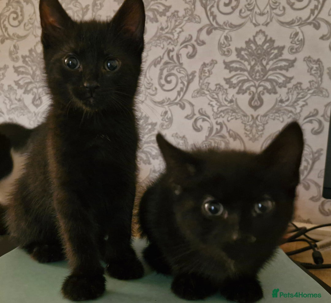 Mixed Breed cats for sale: 2 x male kittens - Image 7