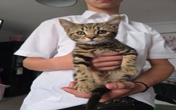 British Shorthair cats for sale: Moggy Kittens for sale - Image 1