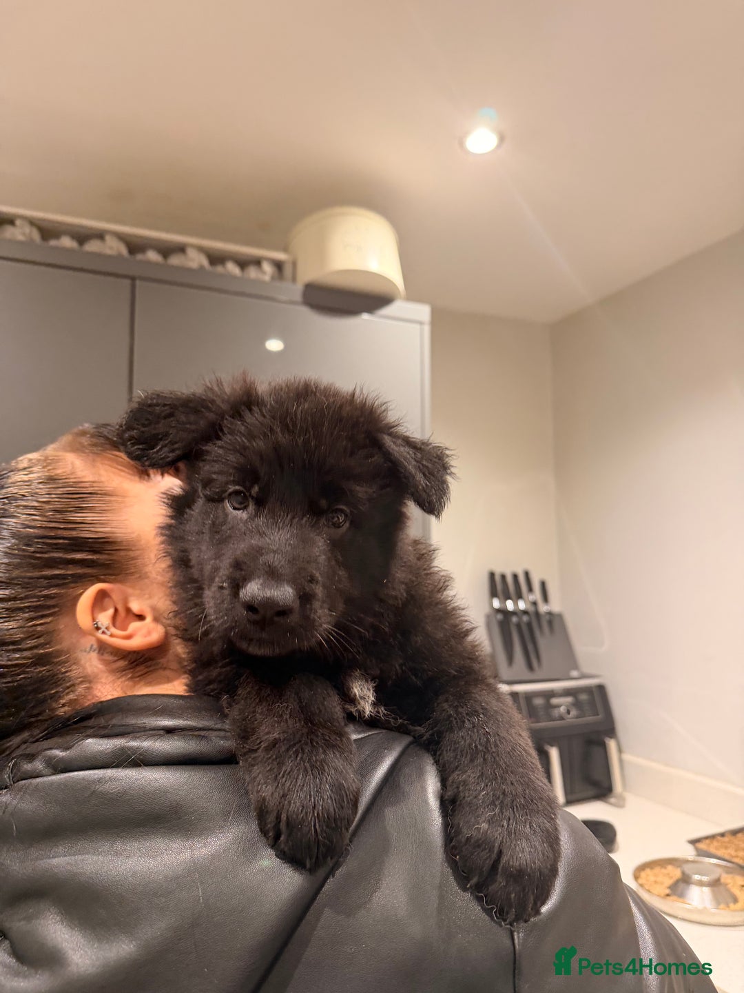 German Shepherd dogs for sale: Straight Back German Shepherd Pups -Ready to leave - Advert 16