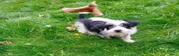 Jackapoo dogs for sale: Jackapoo in Slough - Advert 4