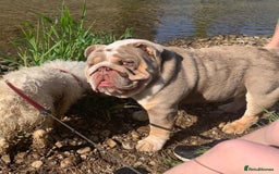 English Bulldog dogs for stud: STUD LOUIS V - BULLDOG  - Image 1
