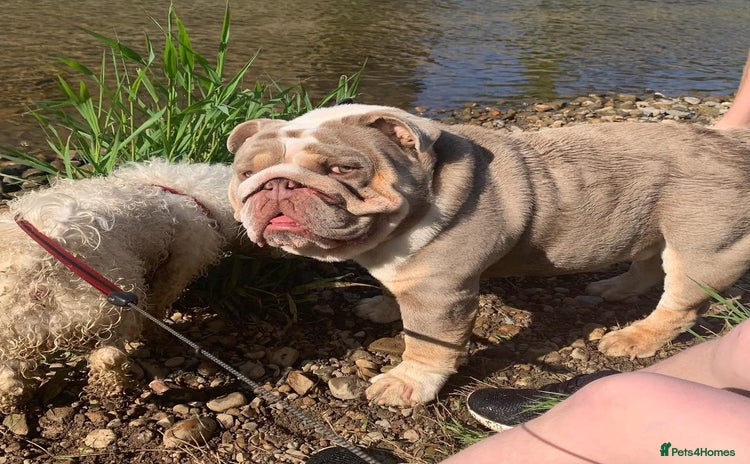 English Bulldog dogs - Advert 1
