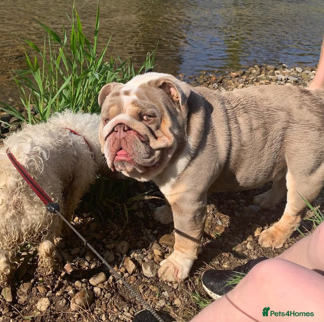English Bulldog dogs for stud: STUD LOUIS V - BULLDOG  - Image 1