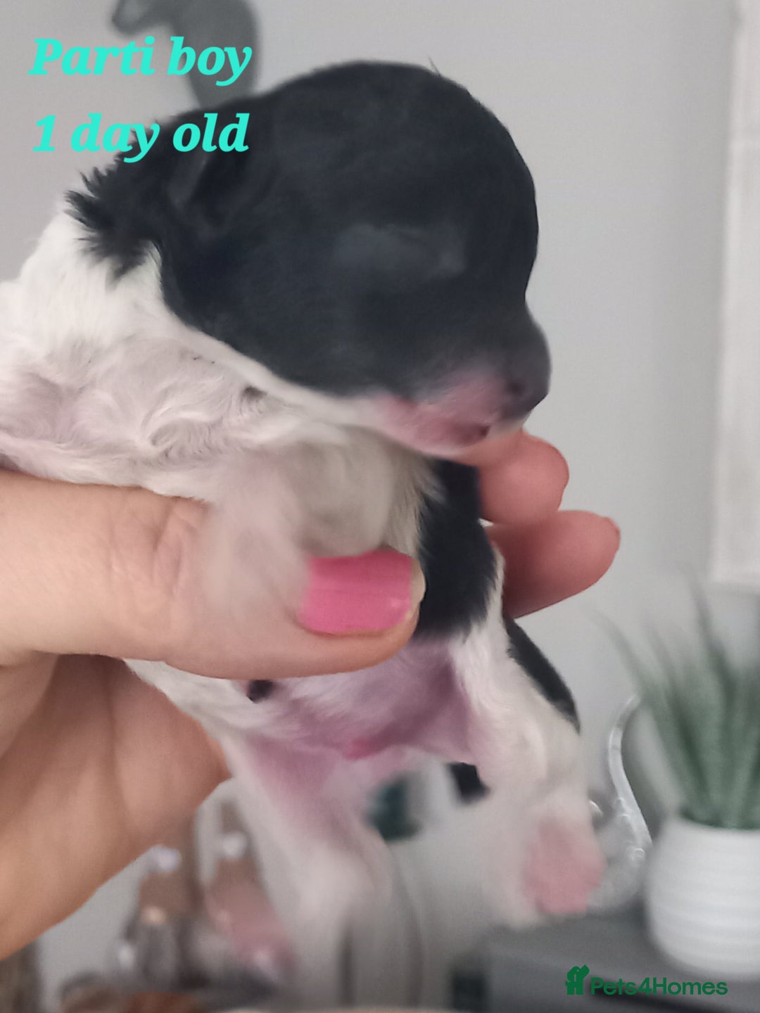 Toy Poodle dogs for sale: **1 PARTI BOY AVAILABLE**READY 21st DECEMBER** - Advert 34