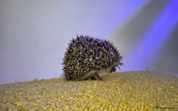 Pygmy Hedgehog rodents for sale: Males and a female pygmy hedgehogs - Image 11