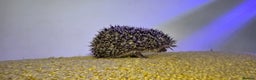 Pygmy Hedgehog rodents for sale: Males and a female pygmy hedgehogs - Advert 11
