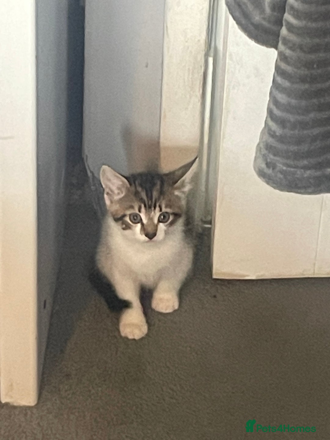 Mixed Breed cats for sale: 4 beautiful kitten - Image 6