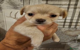 Chihuahua dogs for sale: Chihuahua  - Image 12