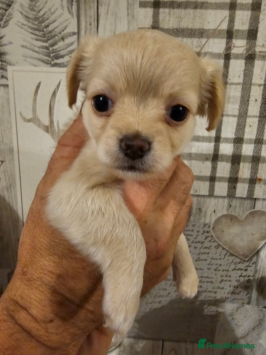 Chihuahua dogs for sale: Chihuahua  - Image 12