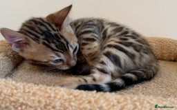 Bengal cats for sale: Snow and Brown boy TICA bengal kittens  - Image 40