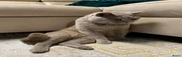 British Shorthair cats for sale: Teddy - British Shorthair Neutered Male-NO Offers - Advert 10