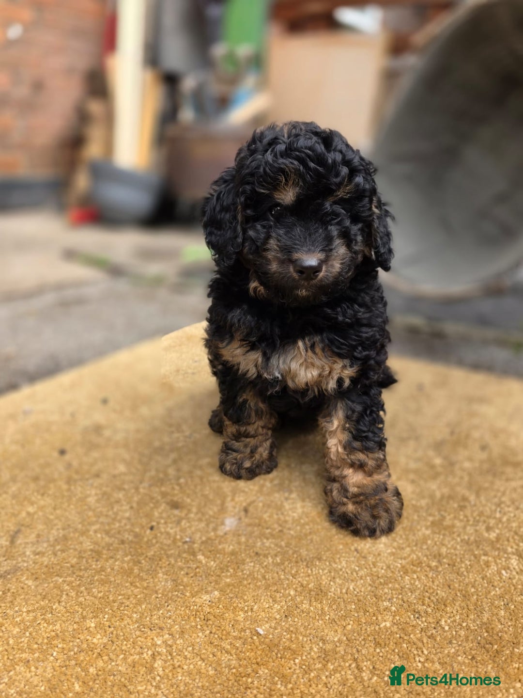 Cavapoo dogs for sale: Cavapoo puppies NEED HOME  - Image 20