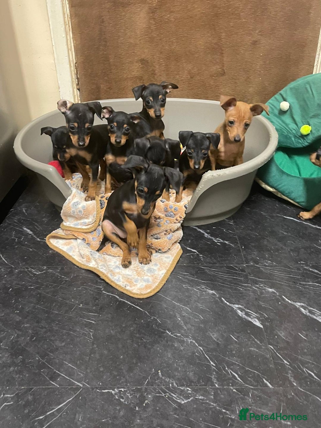 Miniature Pinscher dogs for sale: Beautiful Miniature Pinscher . - Advert 5