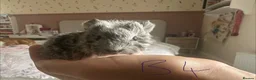 Guinea Pig rodents for sale: Baby Guinea Pig’s For Sale - Advert 12