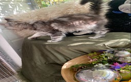 Maine Coon cats for sale: Pedigree registered Maine Coons - Image 12