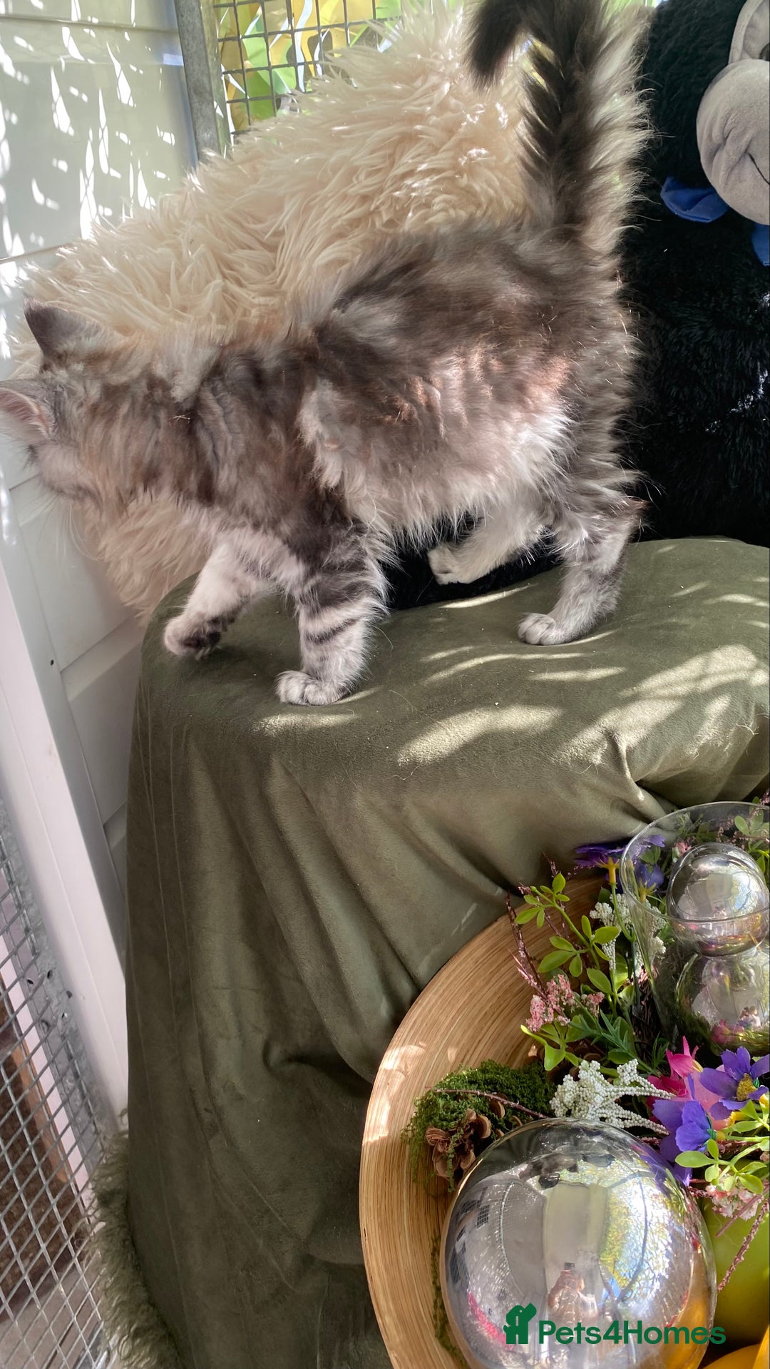 Maine Coon cats for sale: Pedigree registered Maine Coons - Image 12