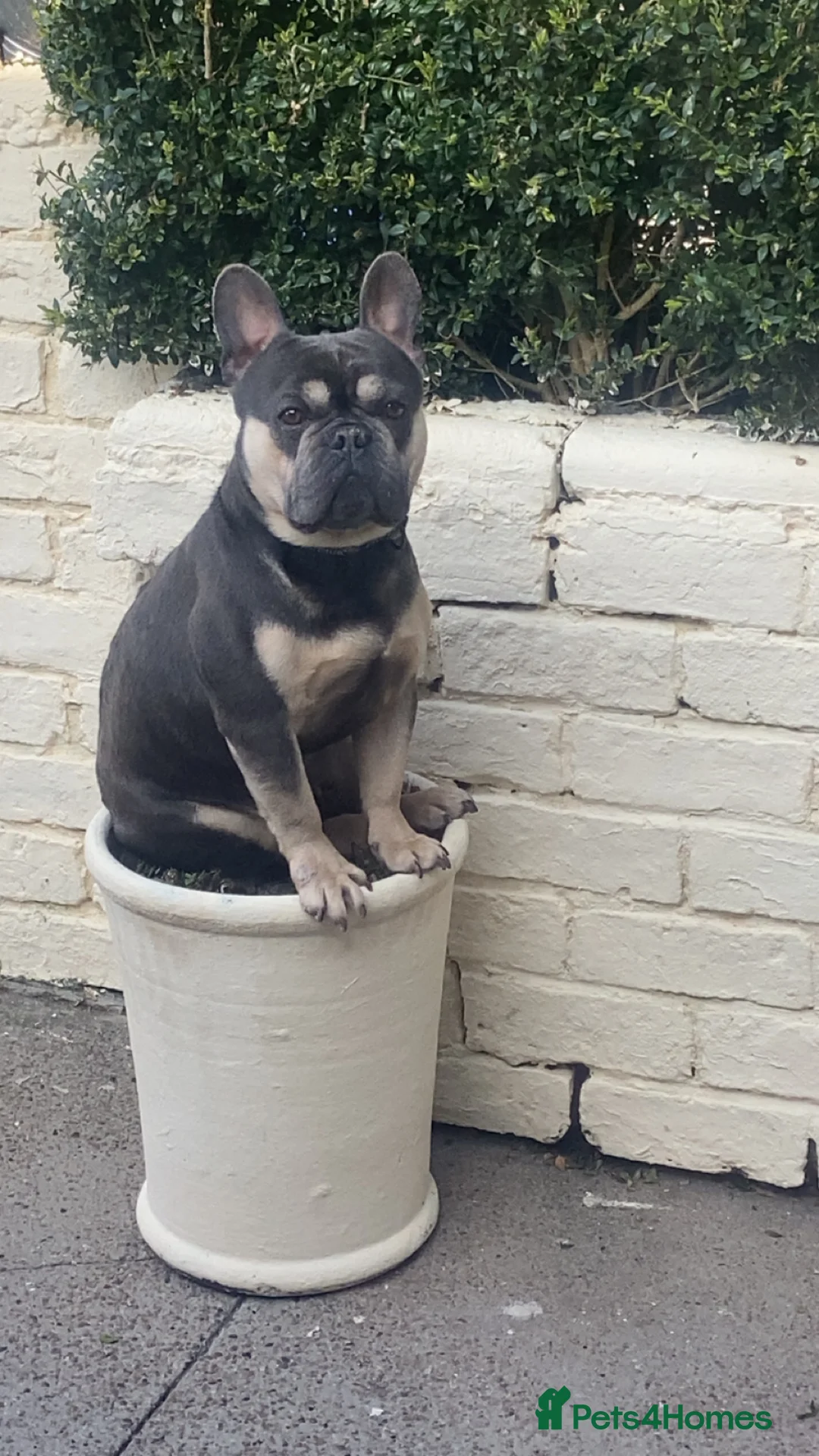 French Bulldog dogs for stud: Stud male French bulldog  - Advert 1