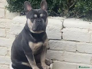 French Bulldog dogs Stud male French bulldog - Advert 1
