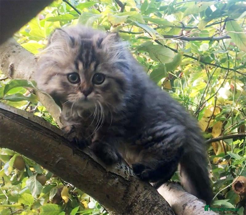 Persian cats Lovely pedigree persian kittens - Advert 11