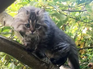 Persian cats Lovely pedigree persian kittens - Advert 11