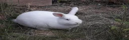 New Zealand rabbits for sale: Young New Zealand White Doe in Helston - Advert 9