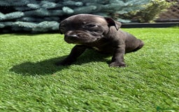 Staffordshire Bull Terrier dogs for sale: Staffordshire bull terrier puppies - Image 4