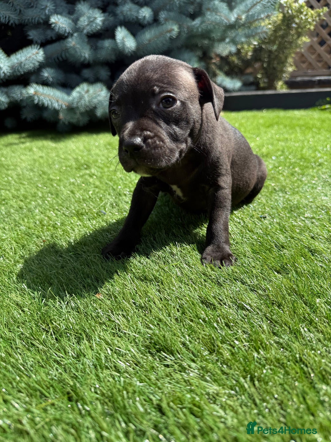 Staffordshire Bull Terrier dogs for sale: Staffordshire bull terrier puppies - Image 4