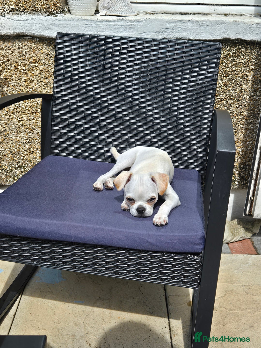 Chug dogs for stud: Zues McDonald - Advert 8