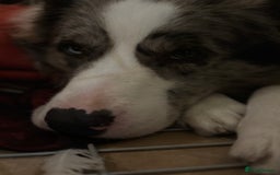Border Collie dogs for sale: Lucky - The most smartest and CUTEST dog ever!!  - Image 6
