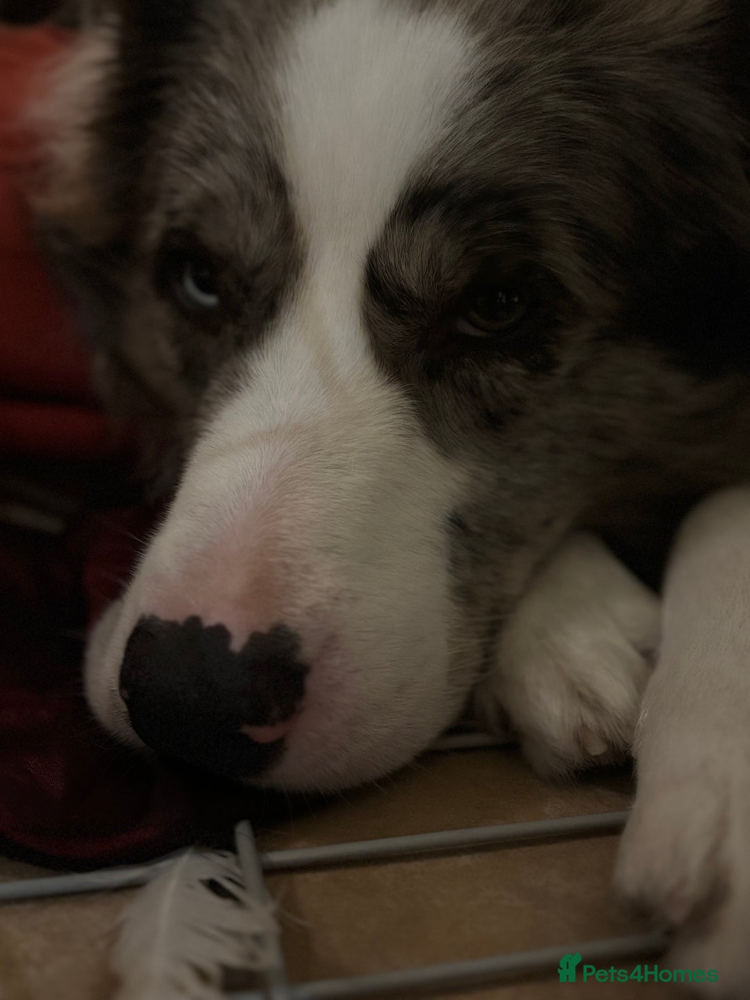 Border Collie dogs for sale: Lucky - The most smartest and CUTEST dog ever!!  - Image 6