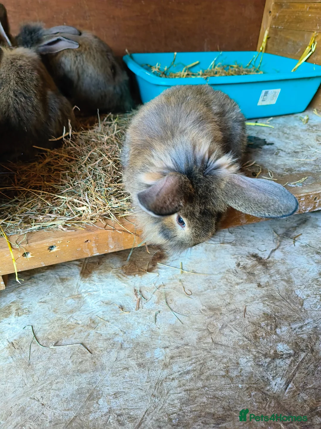 Lionhead rabbits for sale: Lion head babies 8 weeks  - Advert 8