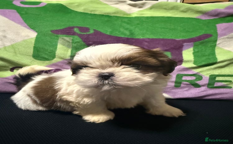 Shih Tzu dogs - Advert 15