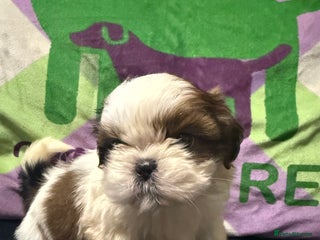 Shih Tzu dogs - Advert 4