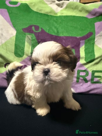 Shih Tzu dogs - Advert 2