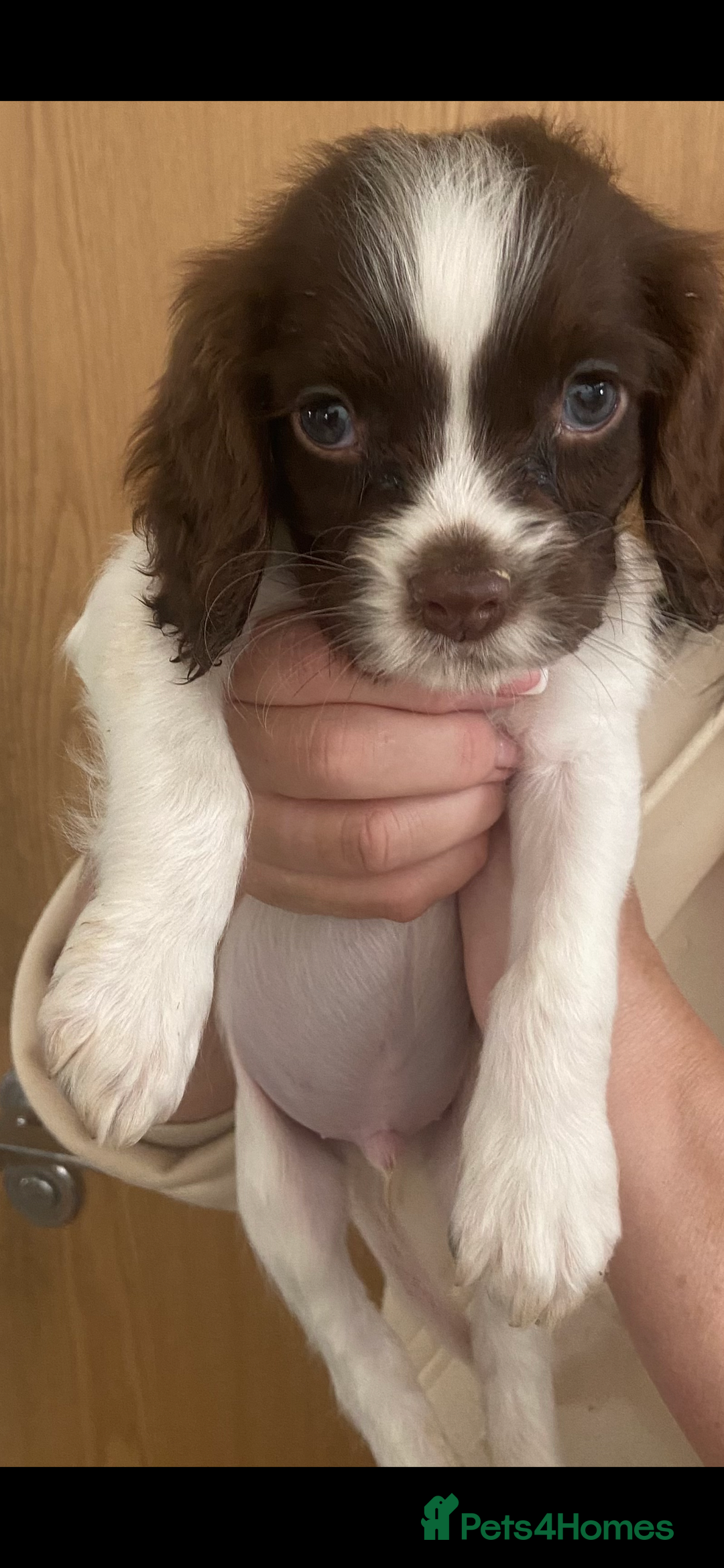 Sprocker dogs for sale: 3 Sprockers left - Advert 2