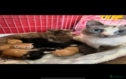 Mixed Breed cats for sale: Three gorgeous female kittens - Image 5