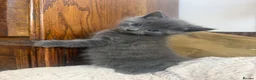 Mixed Breed cats for sale: Two beautiful Boy Kittens For Sale  - Advert 5