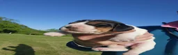 Basset Griffon Vendeen dogs for sale: Griffon grand bassets  - Advert 7