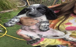 Cocker Spaniel dogs for sale: Cocker spaniel male puppies - Image 1