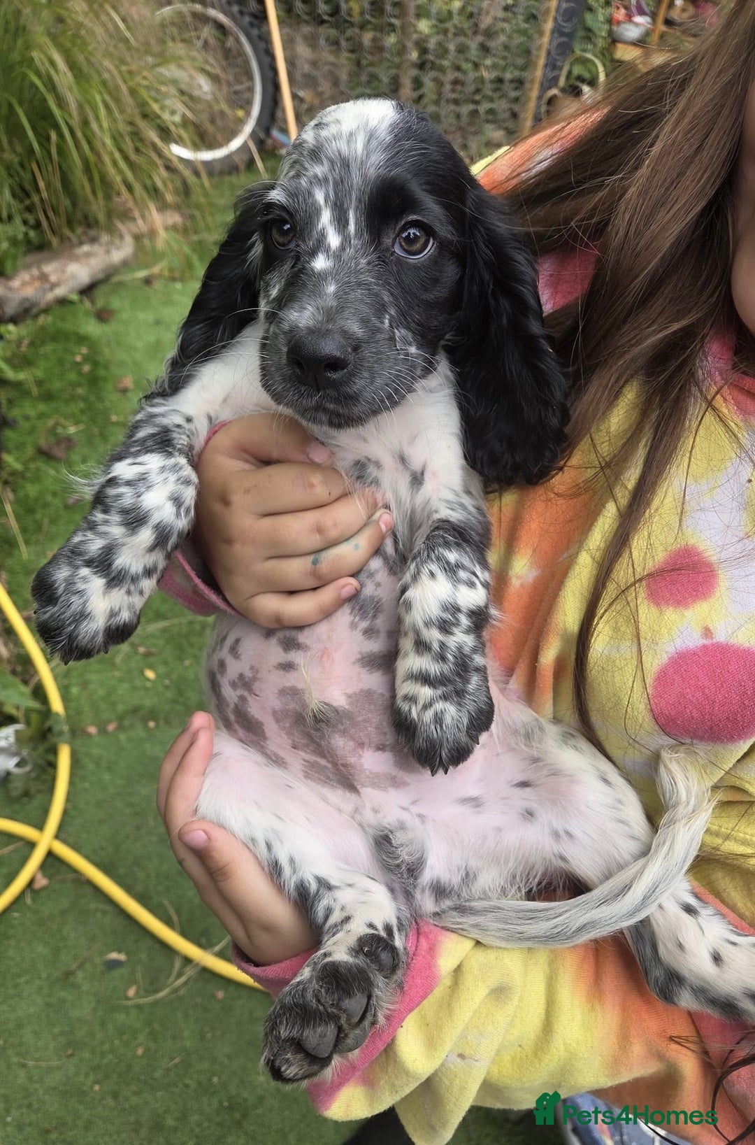 Cocker Spaniel dogs for sale: Cocker spaniel male puppies - Image 1