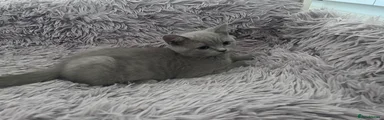 British Shorthair 2