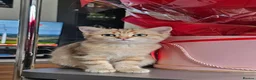 British Shorthair cats for sale: Bsh GOLDEN Chunky Kittens🐱 Ready go now - Advert 10